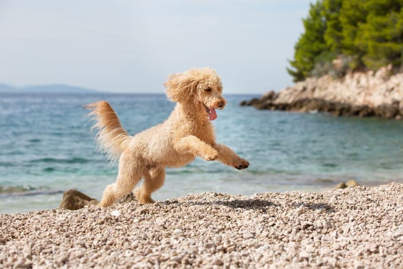 Hund spiel am Meer in Kroatien
